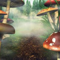 Euphoric Cover-FINAL